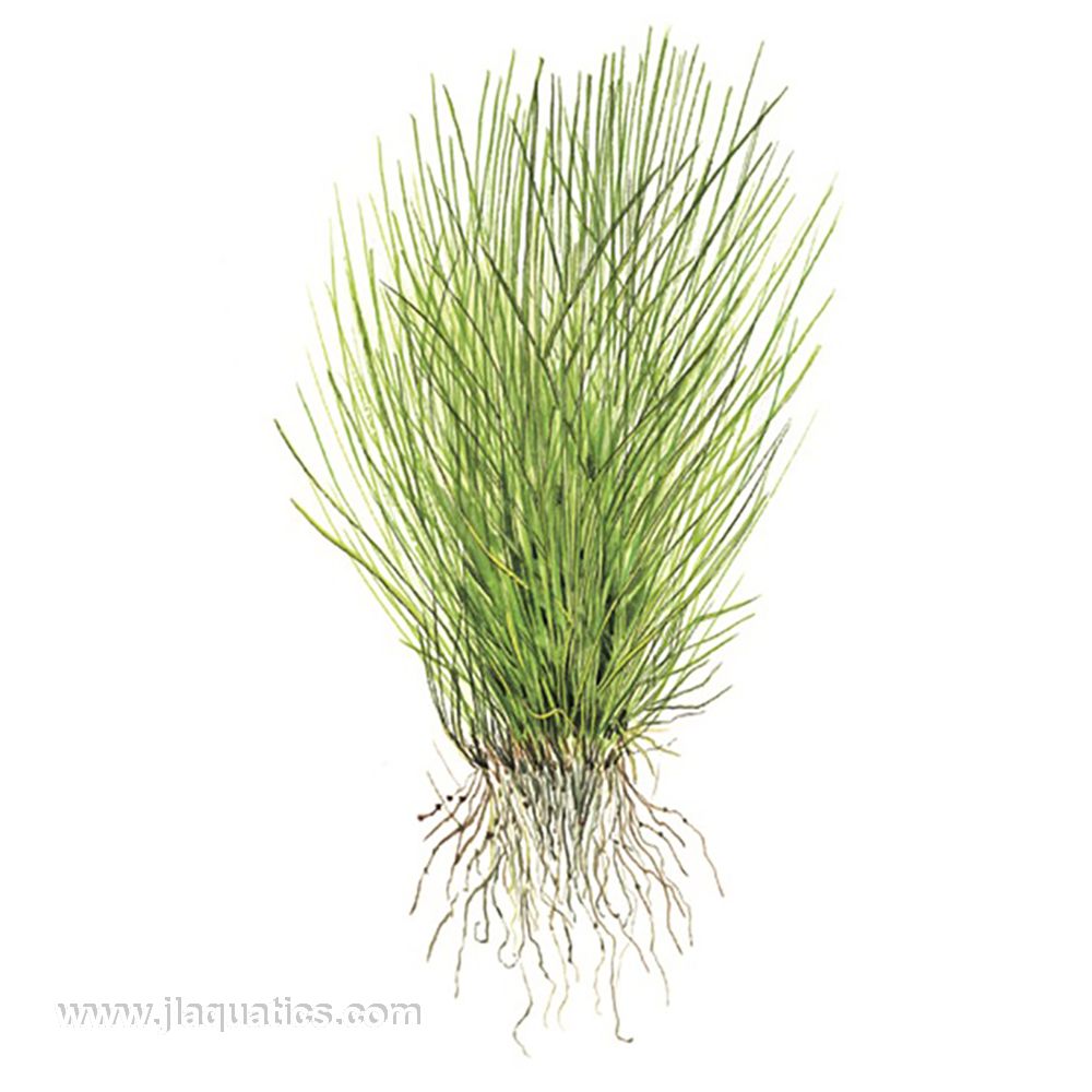 Tropica Eleocharis acicularis diagram