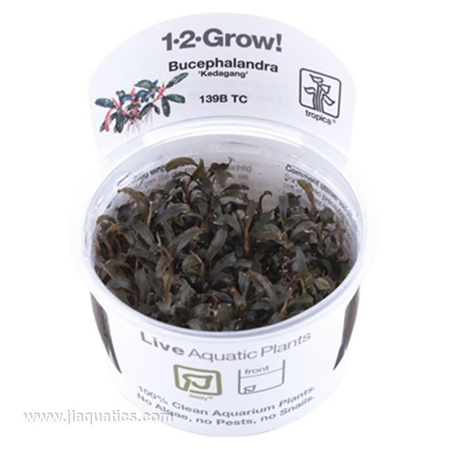 Tropica Bucephalandra Kedagang in packaging