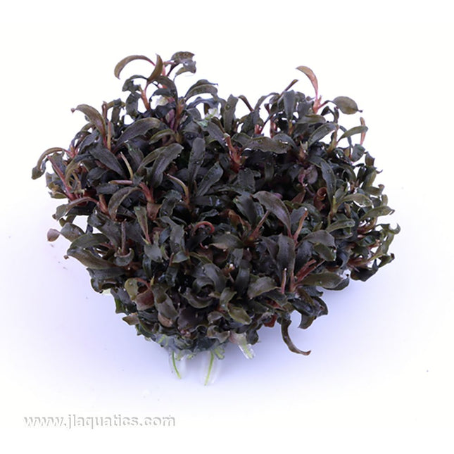 Tropica Bucephalandra Kedagang out of packaging