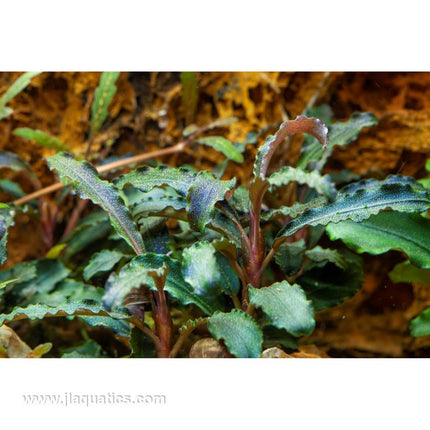 Tropica Bucephalandra Kedagang in aquarium