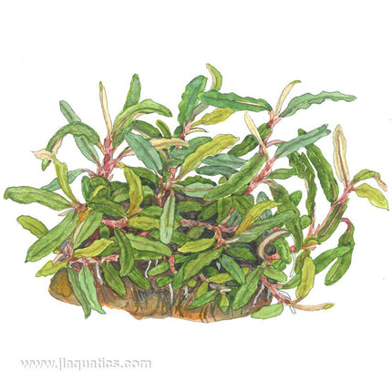 Tropica Bucephalandra (Needle Leaf)  illustration of mature plant