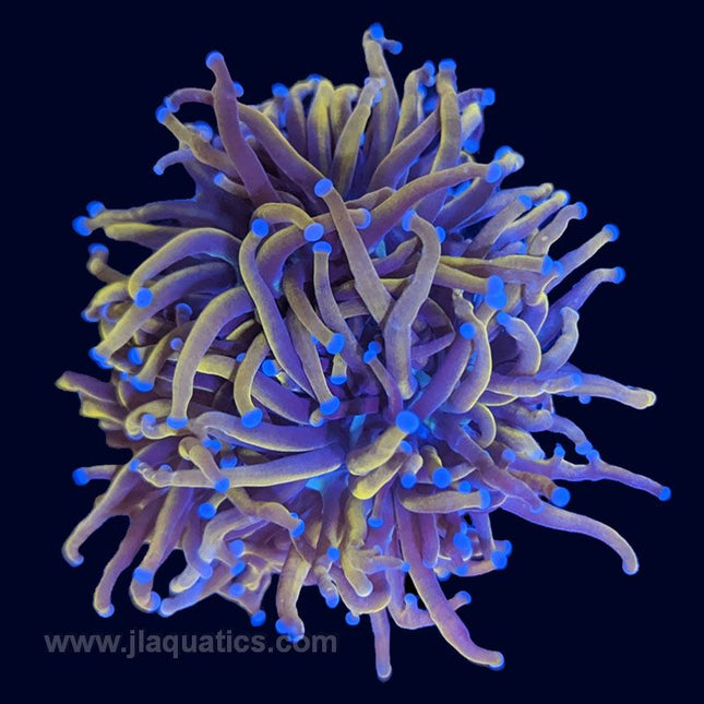 24k Gold Torch Coral - Euphyllia glabrescens