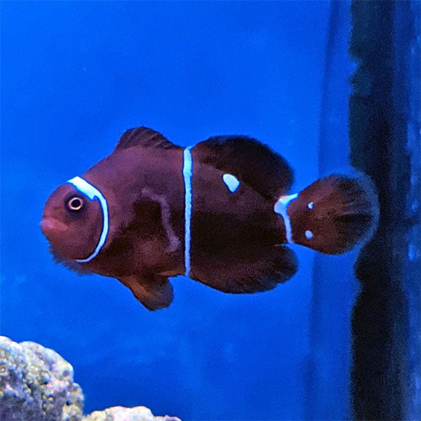 Maroon (Gold Dot) Clownfish (Tank Raised)