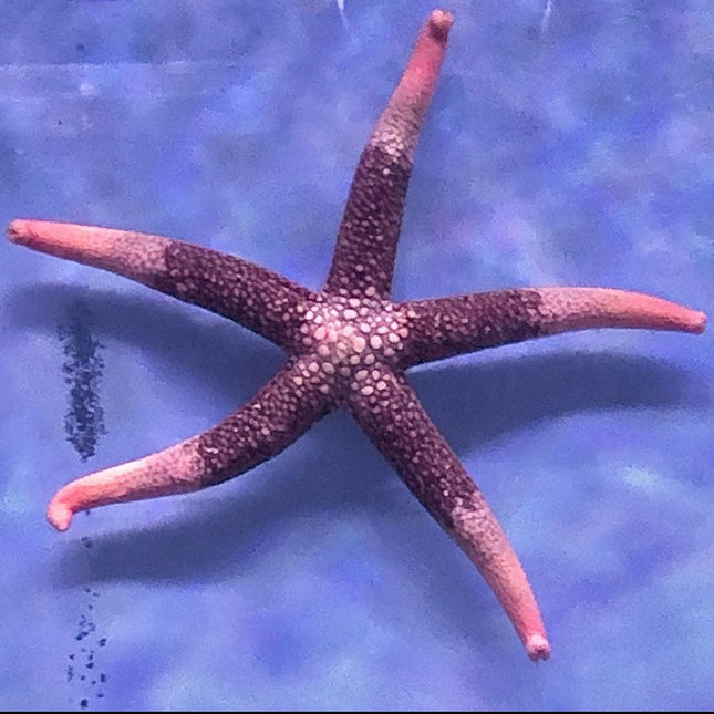 Orange Mesh Sea Star
