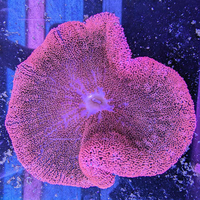 Carpet Anemone - Red