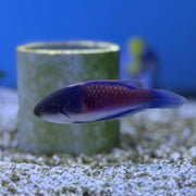 Yellow Sided Fairy Wrasse (Asia Pacific)