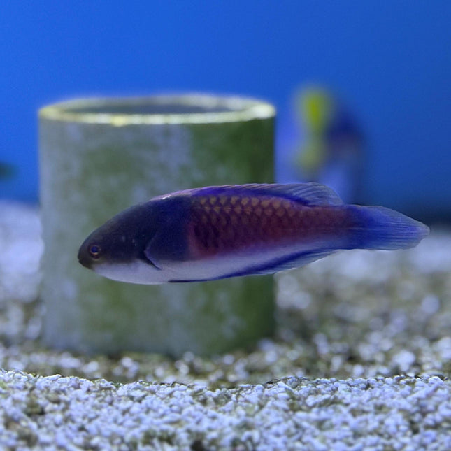 Yellow Sided Fairy Wrasse (Asia Pacific)