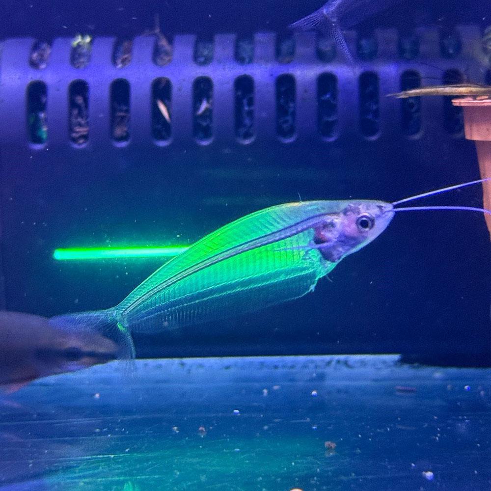 Glass Catfish in front of neon light