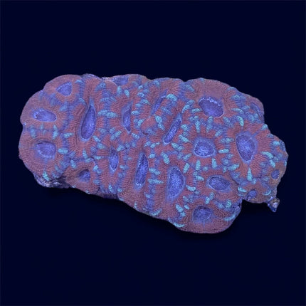 Micromussa Colony - A53