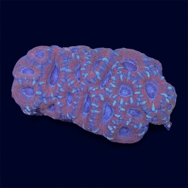 Micromussa Colony - A53