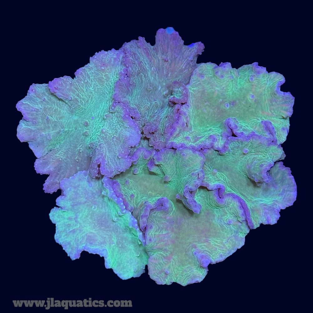 Ultra Cabbage Coral - A7