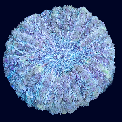 Acanthrophyllia Deshi - A72