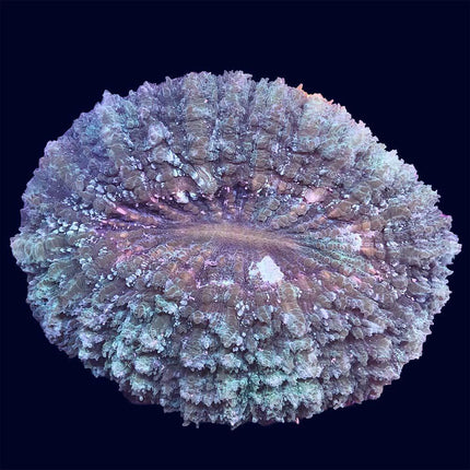 Acanthrophyllia Deshi - A74