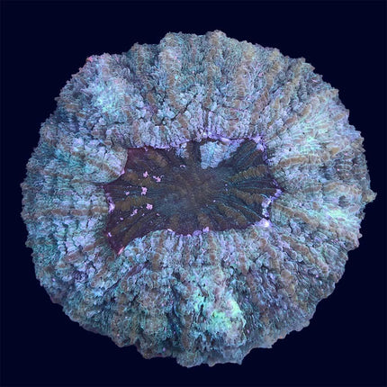 Acanthrophyllia Deshi - A75