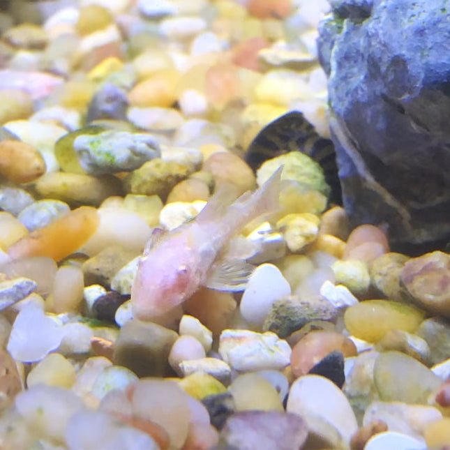 Albino Bristlenose Pleco