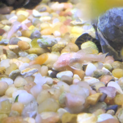 Albino Bristlenose Pleco
