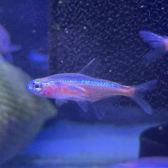 Albino Cardinal Tetra