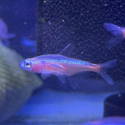 Albino Cardinal Tetra