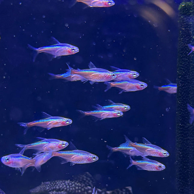 Albino Cardinal Tetra