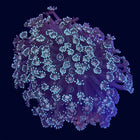 Alveopora - Green - A65