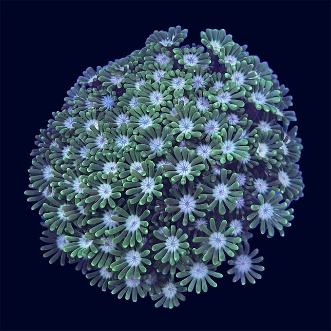 Alveopora - Green - B37