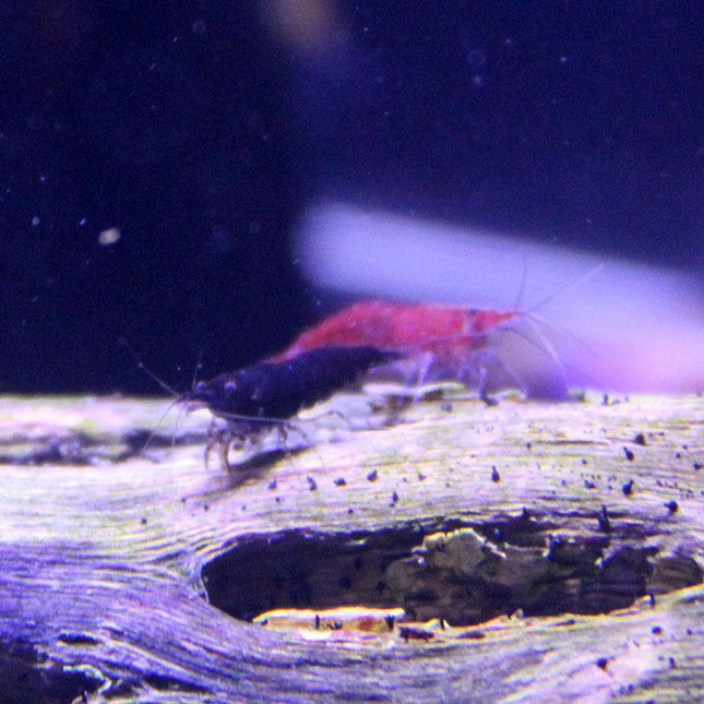 Assorted Neocaridina Shrimp