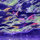 Assorted Neocaridina Shrimp