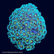 Ultra Green Goniopora - B39
