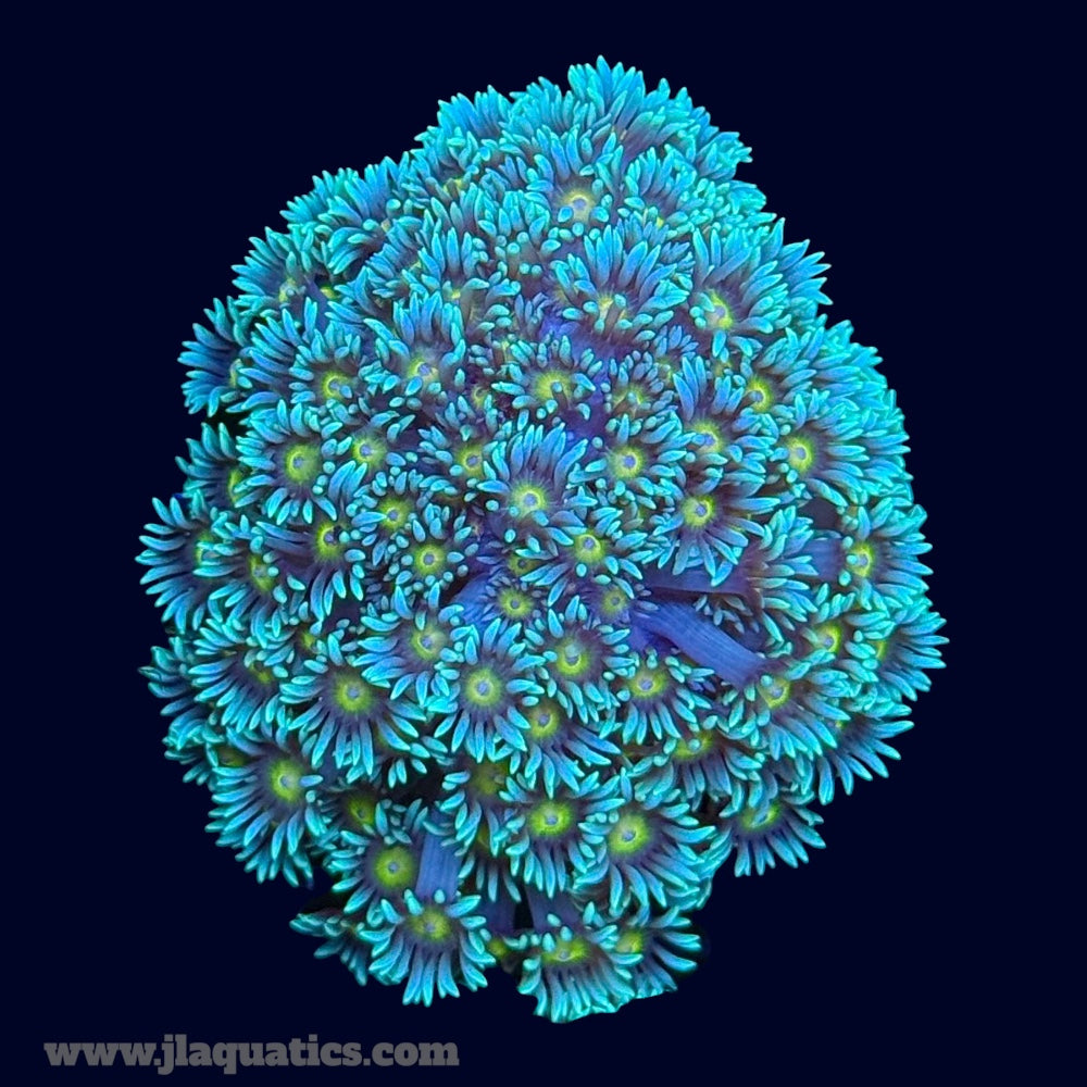 Ultra Green Goniopora - B39
