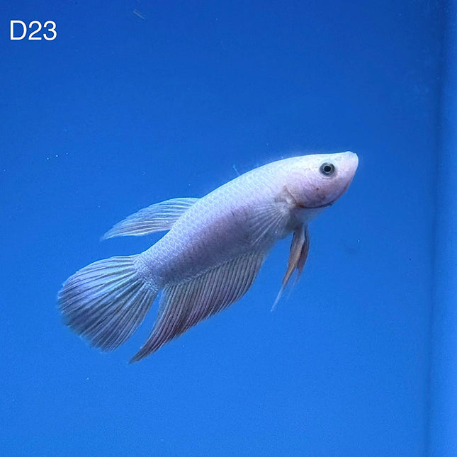 Betta - Assorted Veiltail - D23