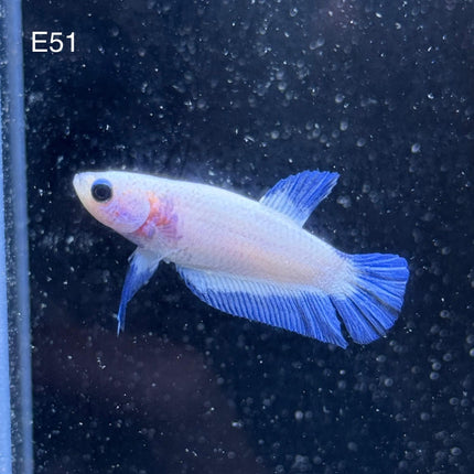 Betta - Blue Rim - E51