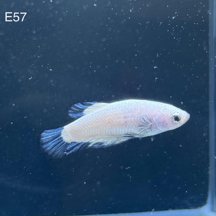 Betta - Blue Rim - E57