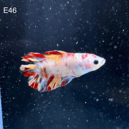 Betta - Doubletail - E46