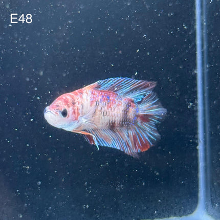 Betta - Doubletail - E48