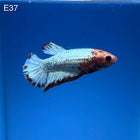 Betta - Fancy Red - E37