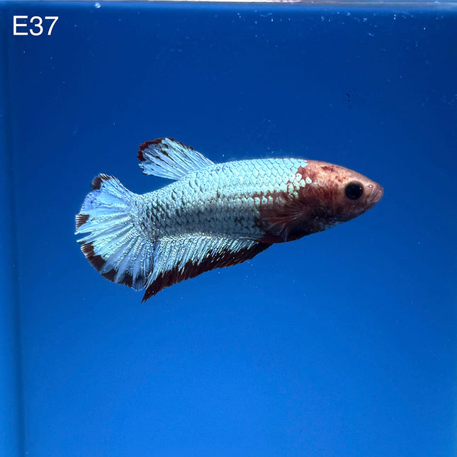 Betta - Fancy Red - E37
