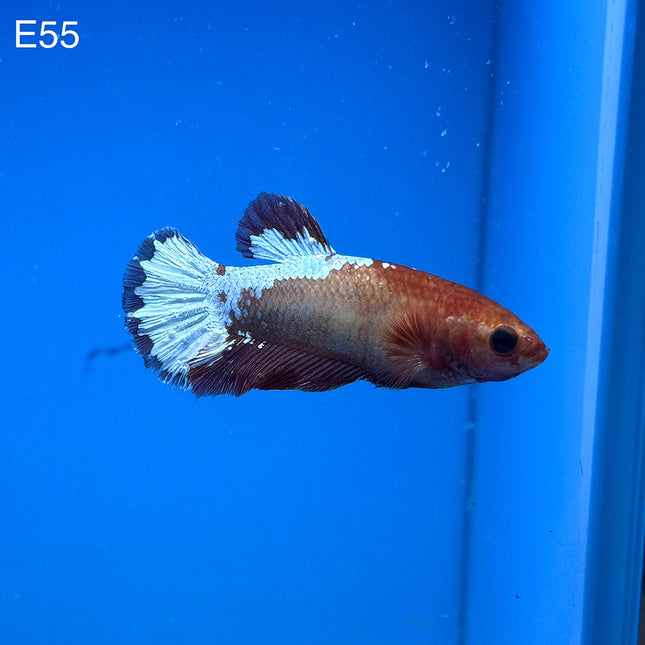 Betta - Fancy Red - E55