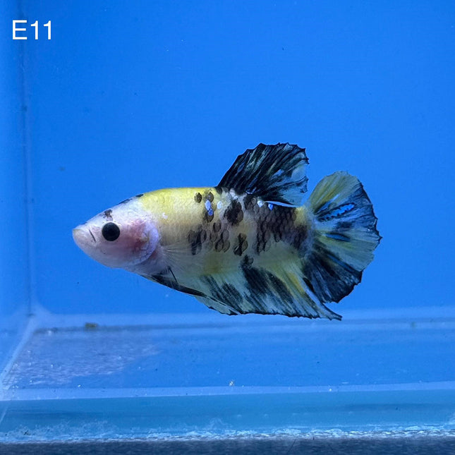 Betta - Fancy Yellow - E11