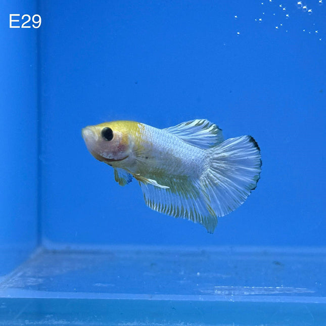 Betta - Fancy Yellow - E29