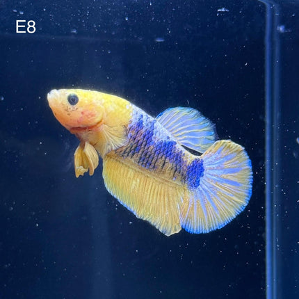 Betta - Fancy Yellow - E8