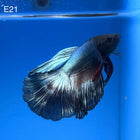 Betta - Halfmoon Copper Solid - E21