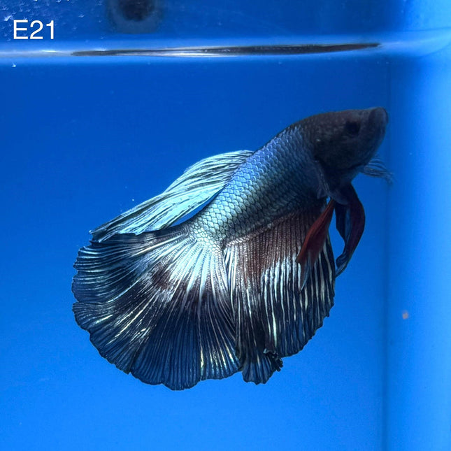 Betta - Halfmoon Copper Solid - E21