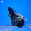 Betta - Halfmoon Copper Solid - E24