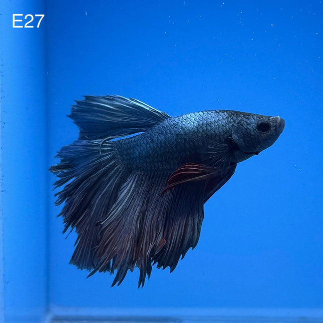 Betta - Halfmoon Copper Solid - E27