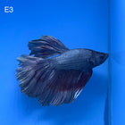 Betta - Halfmoon Copper Solid - E3