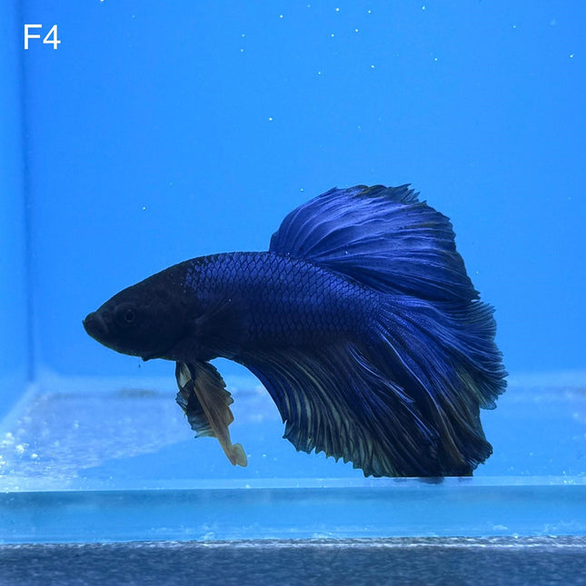 Betta - Halfmoon Mustard - F4