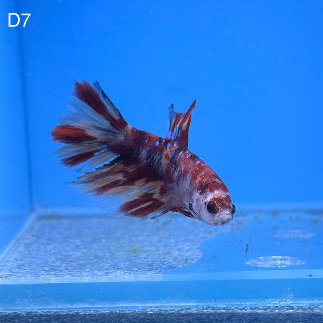 Betta - Halfmoon Nemo - D7