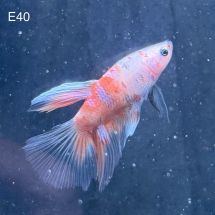 Betta - Halfmoon Nemo - E40