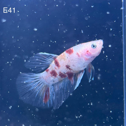 Betta - Halfmoon Nemo - E41