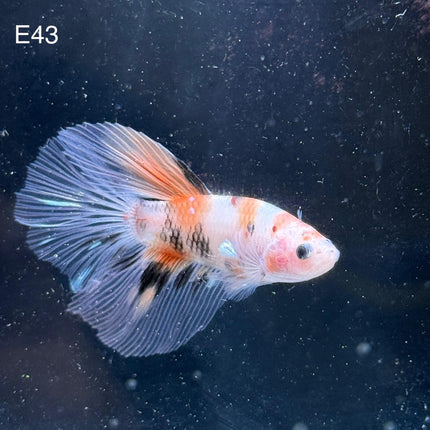 Betta - Halfmoon Nemo - E43